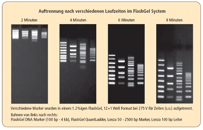 FlashGel Quant Ladder, 100 bp - 1.5 kb (3-30 ng)