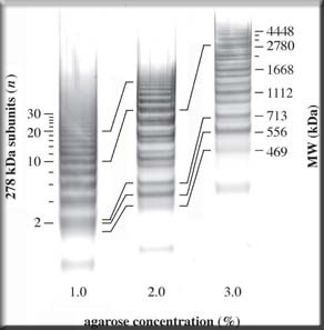 SeaKem HEEO Agarose