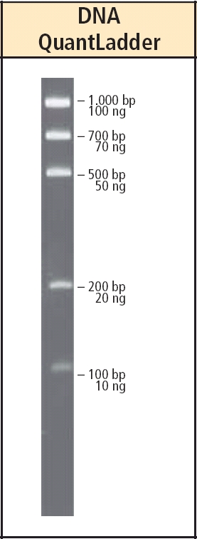 DNA-Quant Leiter