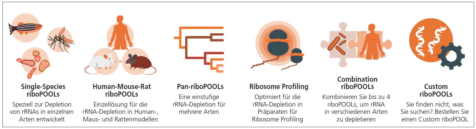 BC_riboPOOL01