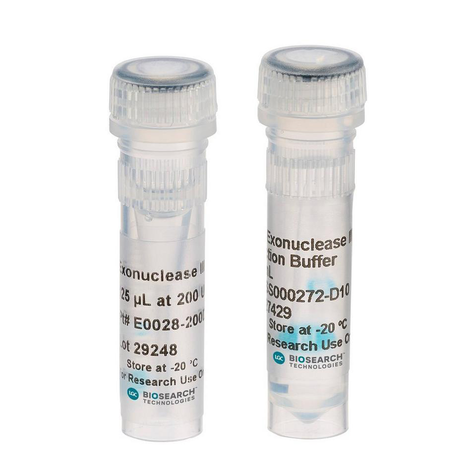 Exonuclease III, E. coli, 200 U/µl