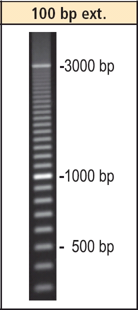 DNA-Leiter 100 bp extended