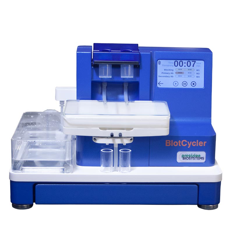 Westernblotting