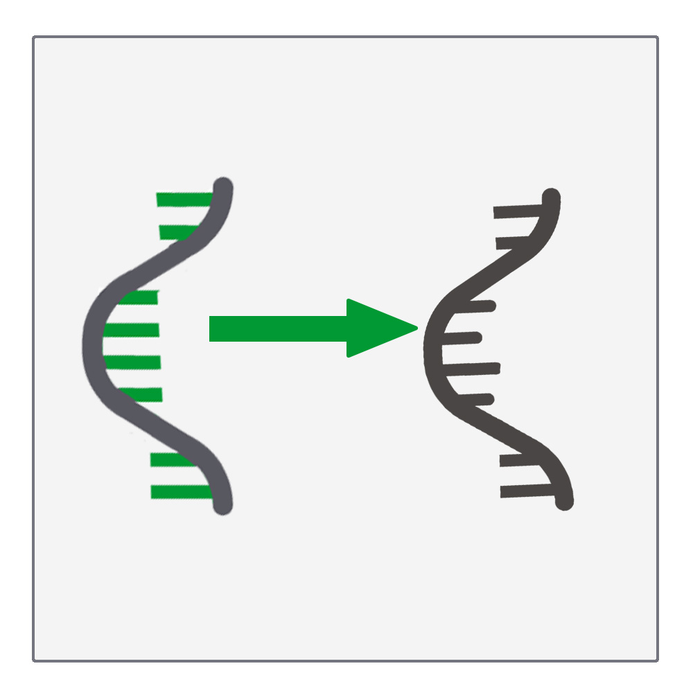cDNA Synthese
