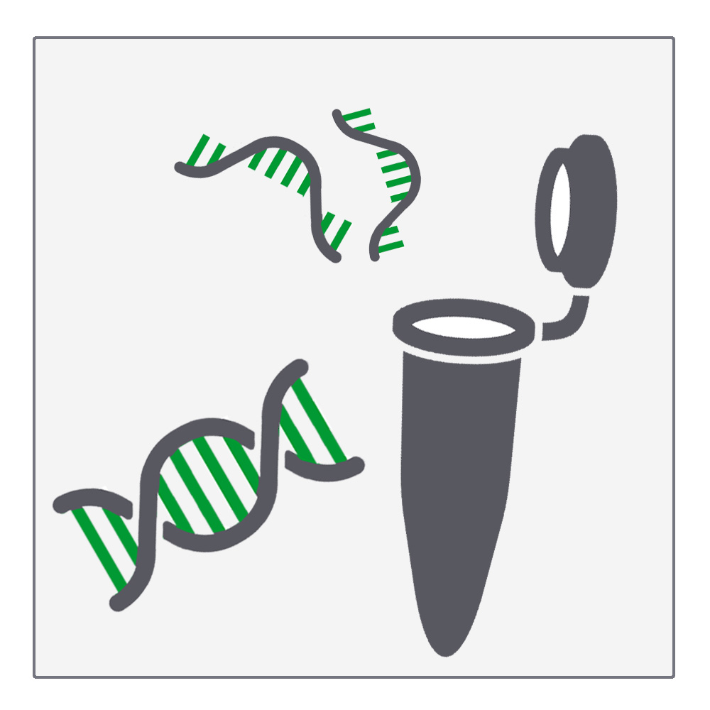 in vitro Transcription