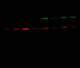 WB_Abb_1-5_Multiplex-Fluoreszenz-Western
