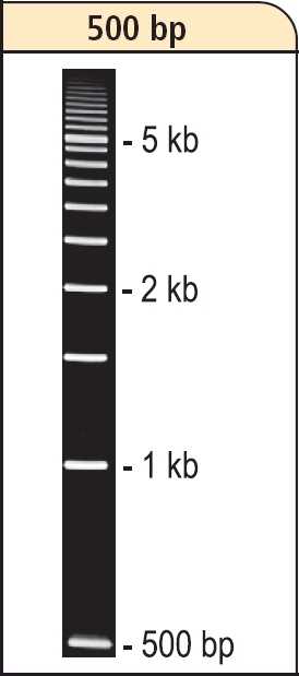 DNA-Leiter 500 bp