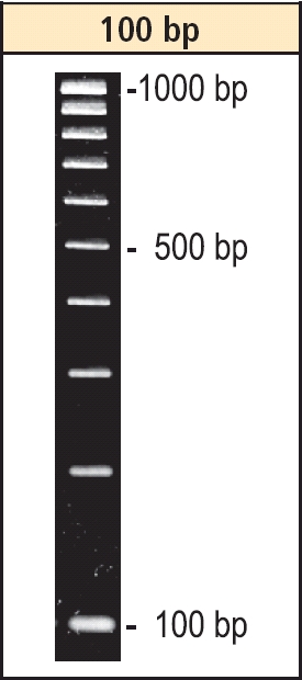 DNA-Leiter 100 bp
