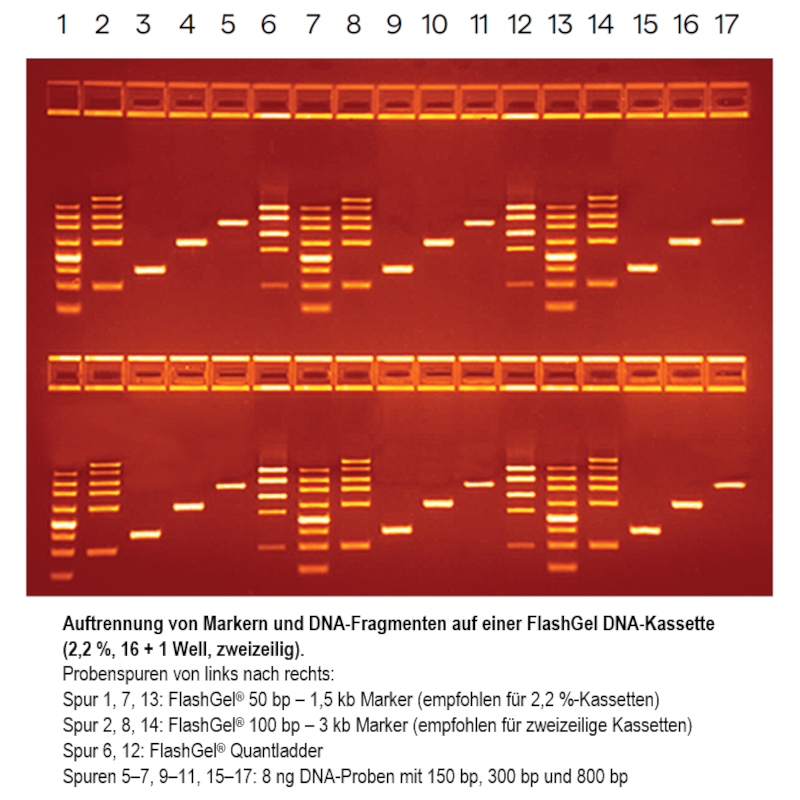 FlashGel DNA Marker, 50 bp - 1.5 kb