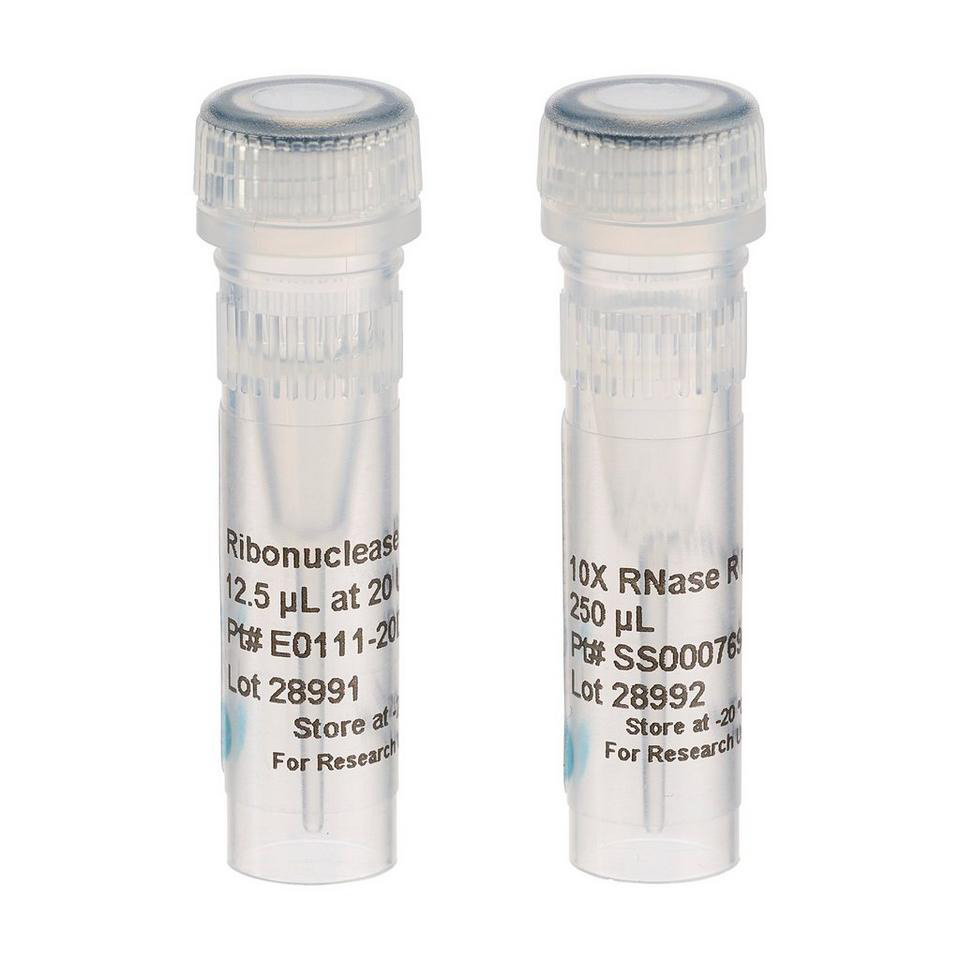 Ribonuclease R (RNase R)