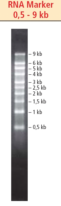 RNA Marker, 0.5 - 9 kb, 10 Banden