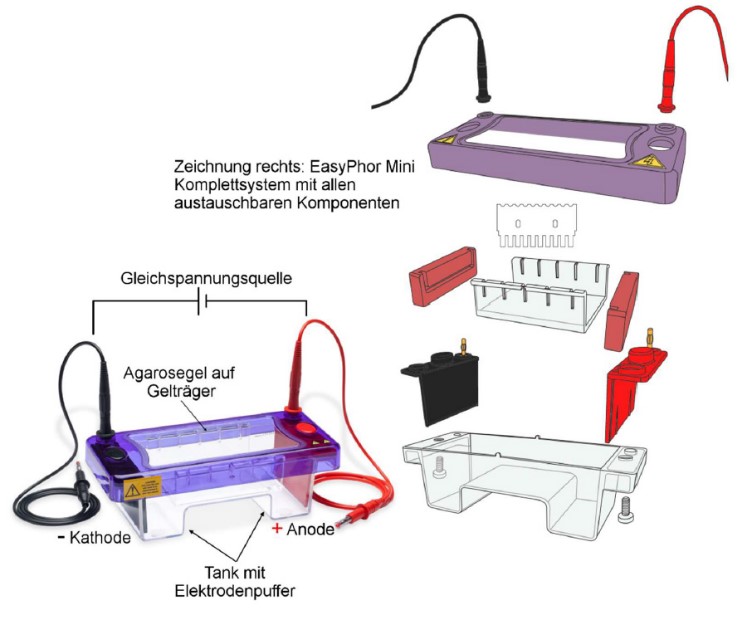 Schema-Gelkammeraufbau