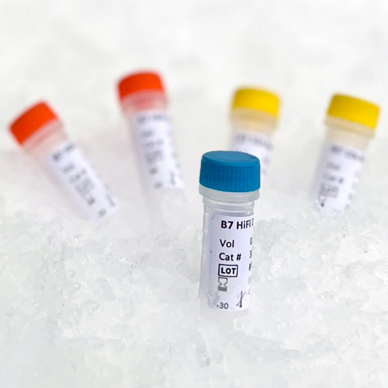 Biozym B7 High-Fidelity DNA Polymerase