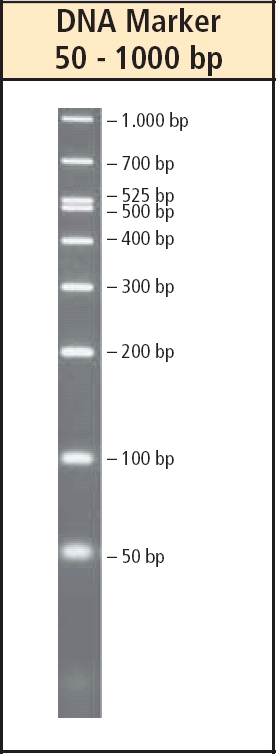 DNA Marker, 50 - 1000 bp