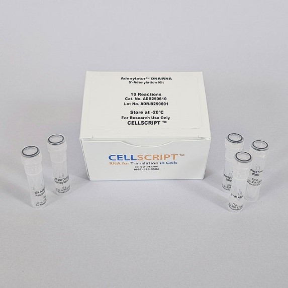 Adenylator™ DNA/RNA 5’-Adenylation Kit