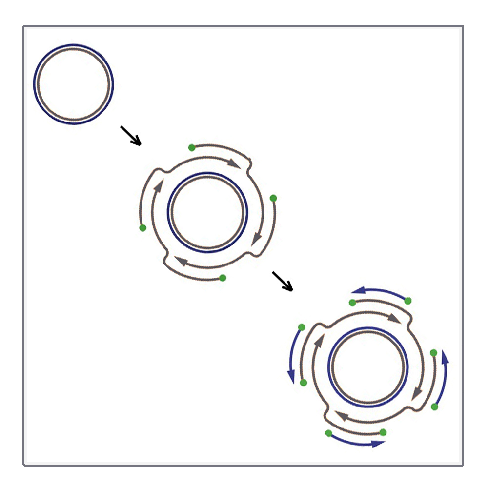 Rolling Circle Amplifikation