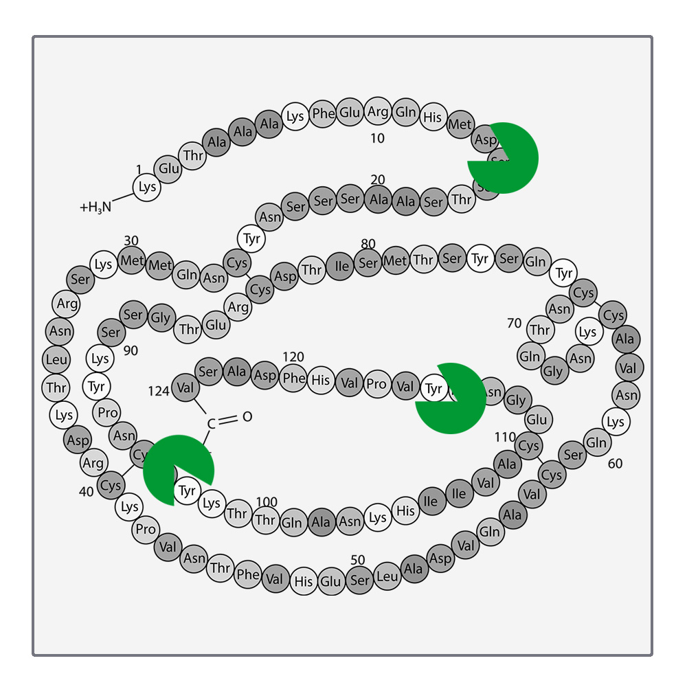 Proteinasen