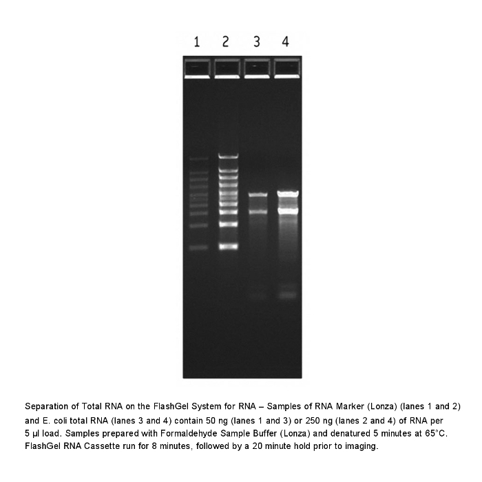 FlashGel RNA Kit