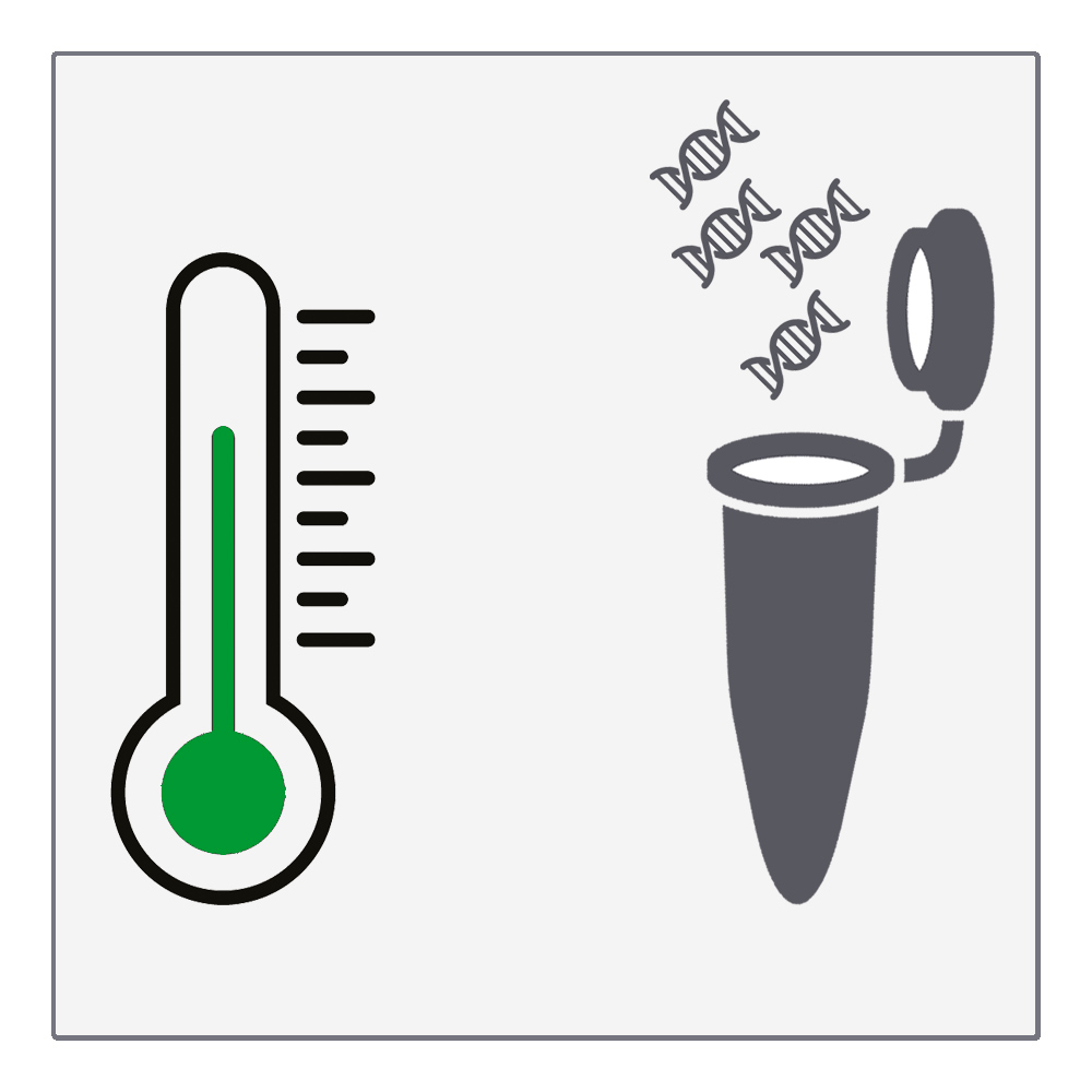 Isothermale Amplifikation