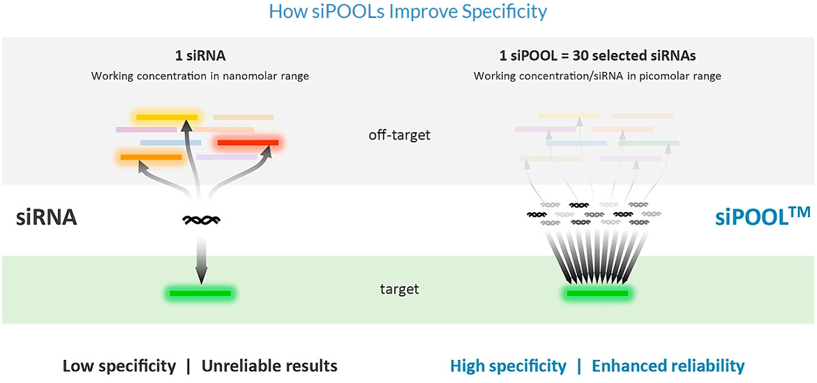 siPOOLs_How-siPOOLs-Improve-Specifity