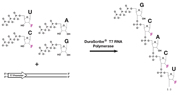 The DuraScribe T7 RNA Polymerase efficiently incorporates 2´-F-dCTP and 2´-F-dUTP into full-length DuraScript RNA.