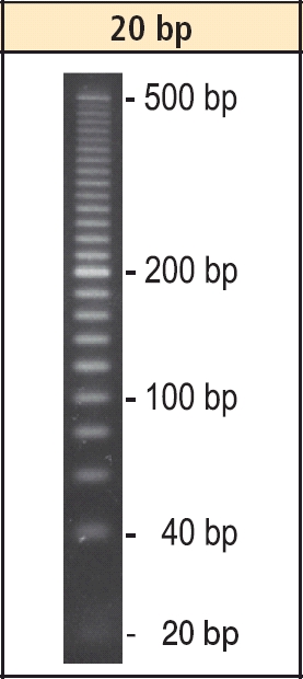 DNA-Leiter 20 bp