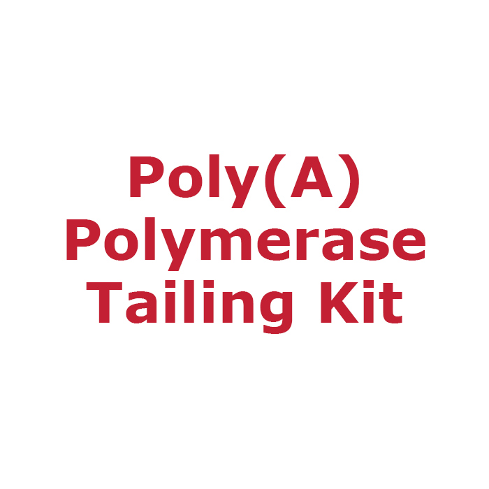 Poly(A) Polymerase Tailing Kit, 4 U/µl