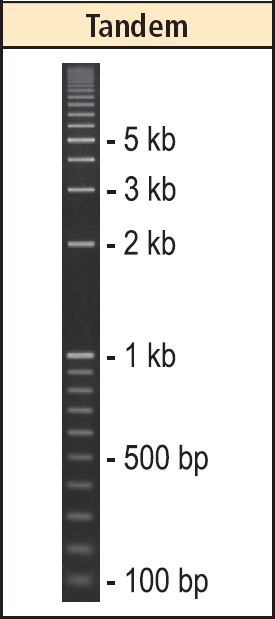 SimplyLoad Tandem DNA-Leiter