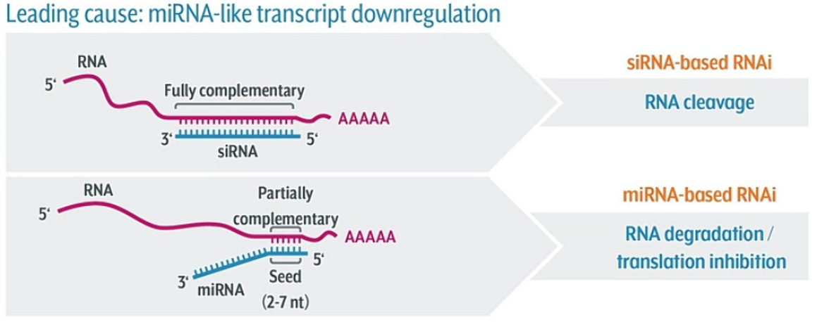siPOOLs_miRNA-like-transcript-downregulation