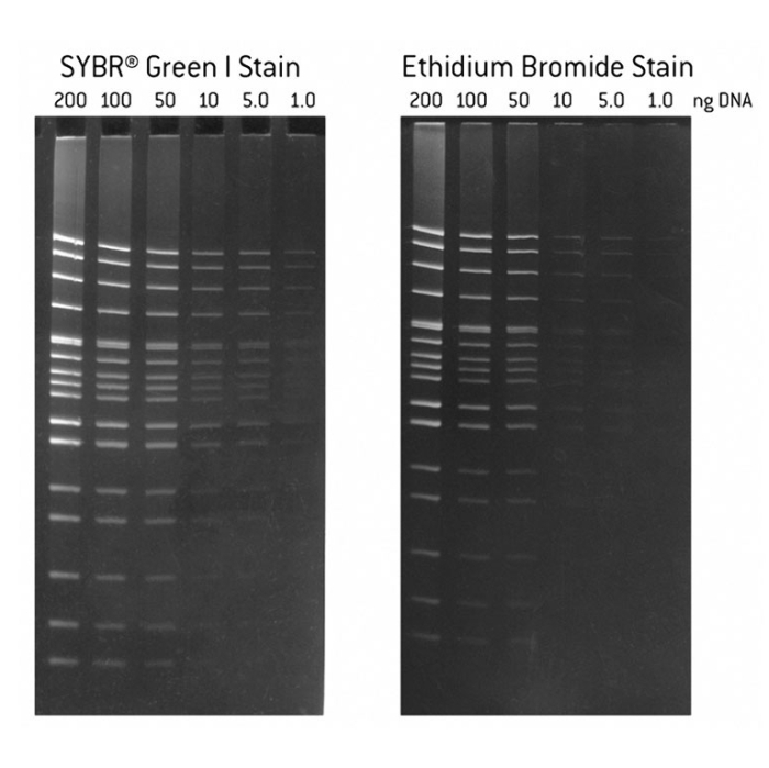 SYBR Green I DNA Farbstoff (10000 x)