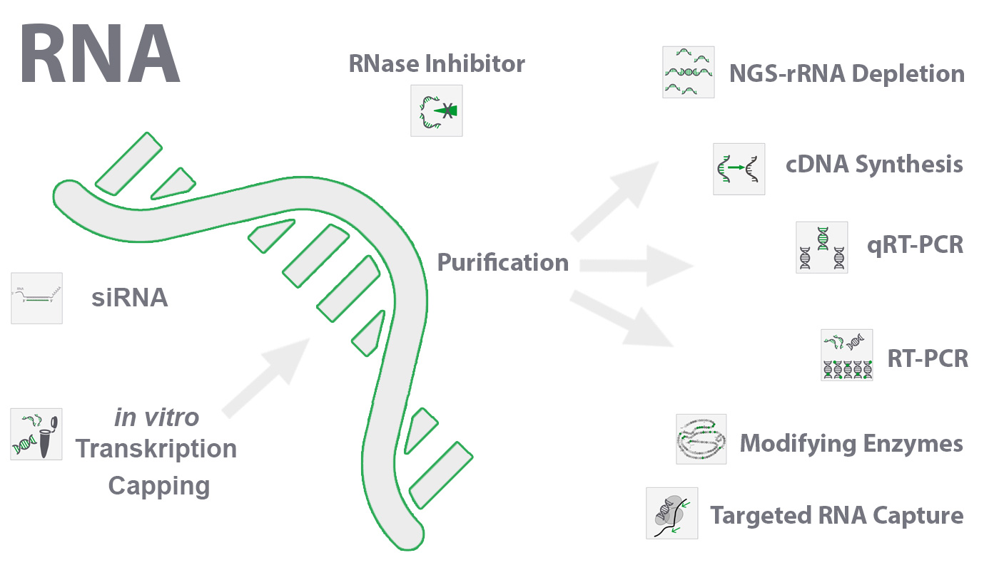 RNA_uebersicht