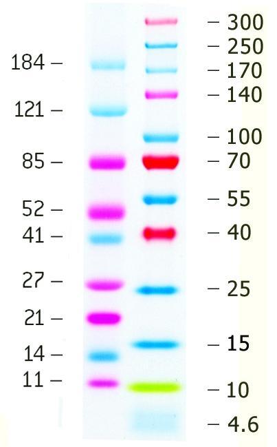 ProSieve QuadColor Protein Marker, 4.6 - 300 kDa