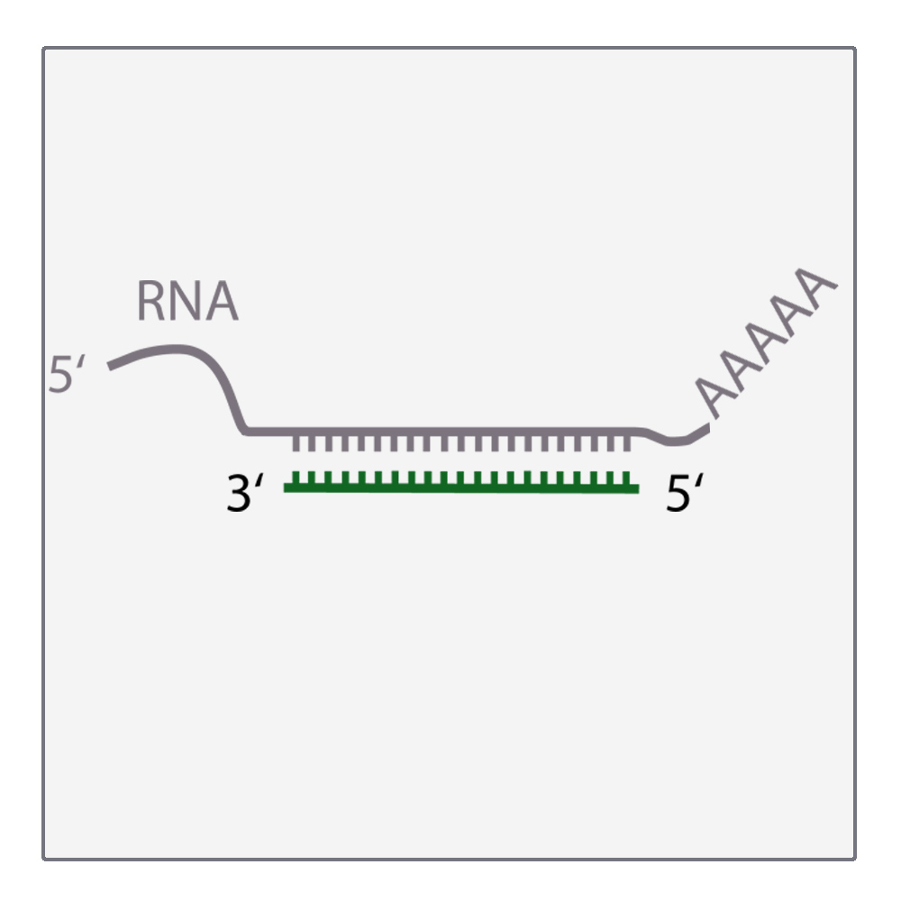 Gene Silencing