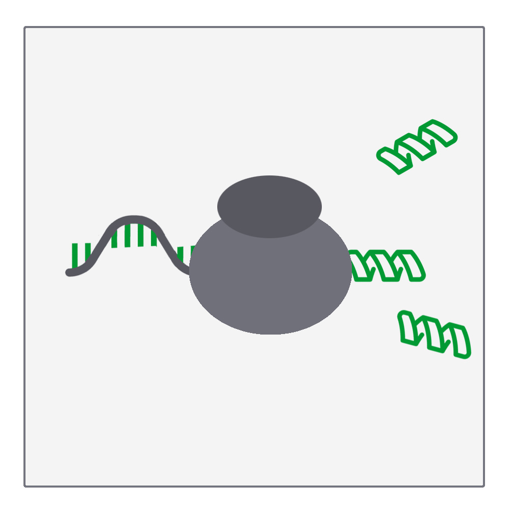 Zellfreie Protein-Systeme