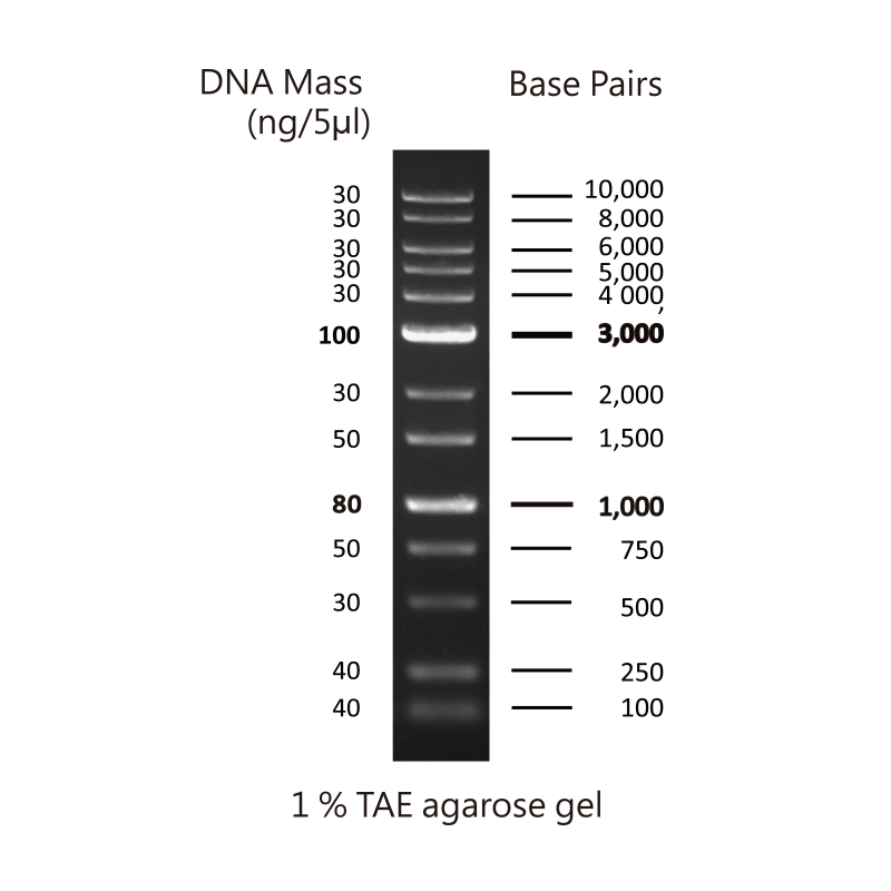 Quantitas Pro DNA Marker 100bp – 10kb