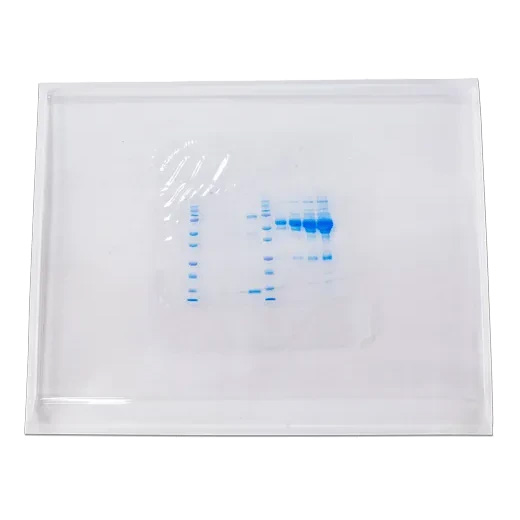 Gelschale, UV transparent (22.9 cm x 17.8 cm)