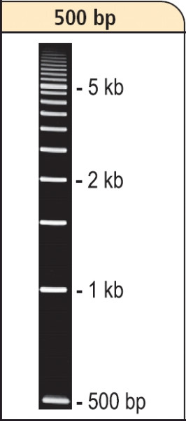 Artikelbild 1 des Artikels DNA-Leiter 500 bp