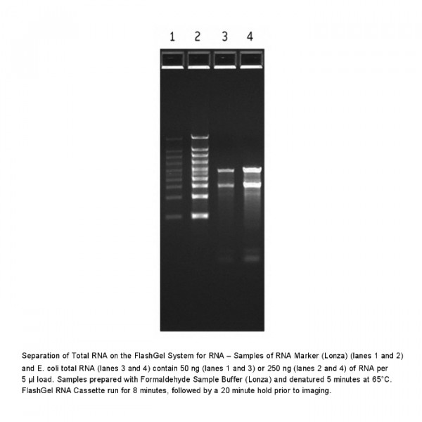 Artikelbild 1 des Artikels FlashGel RNA Marker, 0.5 - 9 kb