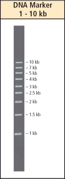 Artikelbild 1 des Artikels DNA Marker, 1 - 10 kb