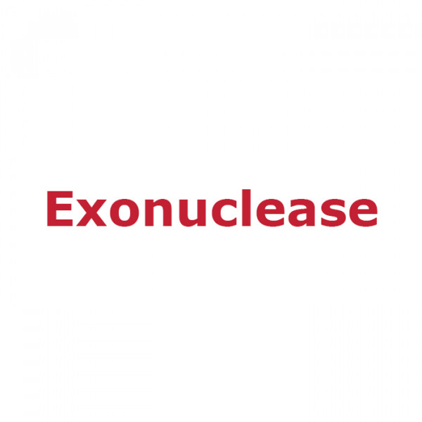 Artikelbild 1 des Artikels Exonuclease III, E. coli, 200 U/µl