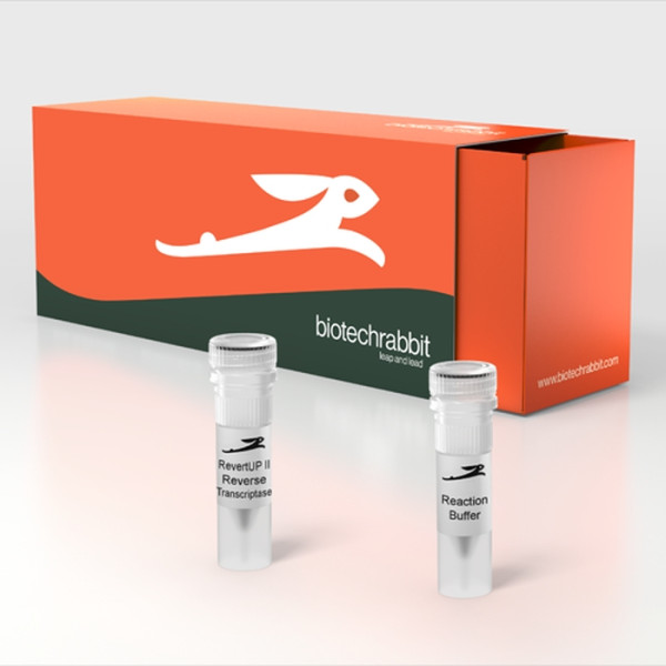 Artikelbild 1 des Artikels RevertUP™ II Reverse Transcriptase, 200 U/µl