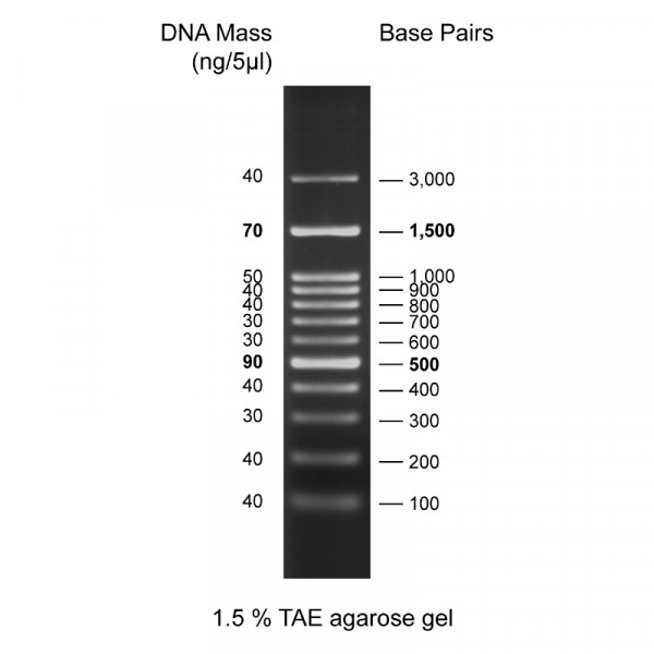 Artikelbild 1 des Artikels Quantitas Pro DNA Marker 100 bp – 3 kb
