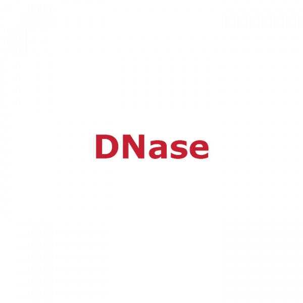 Artikelbild 1 des Artikels DNase I, RNase-frei, 1 U/µl