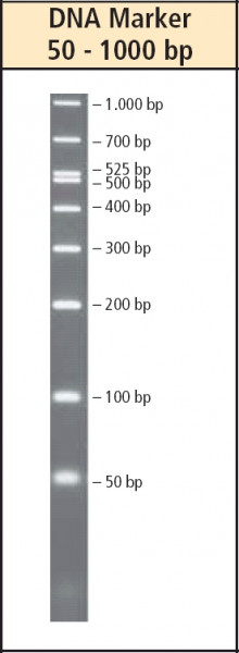 Artikelbild 1 des Artikels DNA Marker, 50 - 1000 bp
