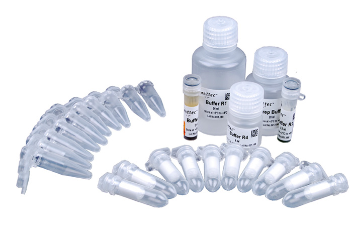 nexttec Genomic DNA Isolation Kit for Yeast | DNA + RNA Aufreinigung ...