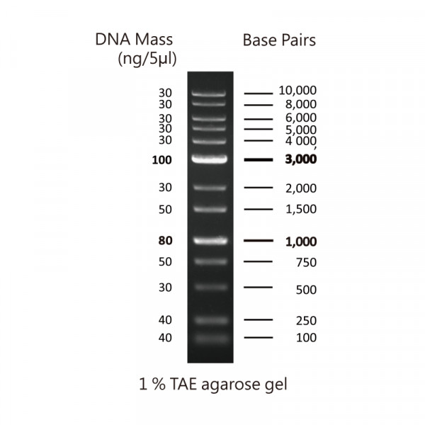 Artikelbild 1 des Artikels Quantitas Pro DNA Marker 100 bp – 10 kb
