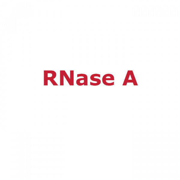 Artikelbild 1 des Artikels RNase A, 5 µg/µl