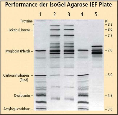 Artikelbild 1 des Artikels IsoGel Agarose IEF Plates, pH 3-10