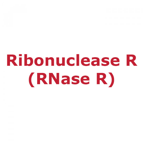 Artikelbild 1 des Artikels Ribonuclease R (RNase R)