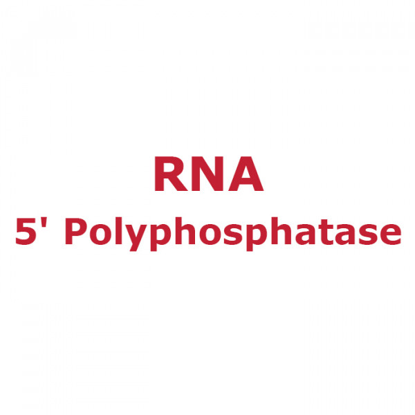 Artikelbild 1 des Artikels RNA 5' Polyphosphatase